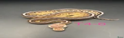 Snake reptiles for sale: Hatchling ball/royal pythons  - Advert 12