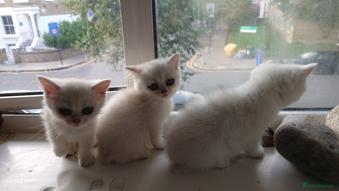 British Shorthair cats for sale: British Short Hair BSH kittens - Image 7