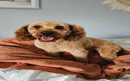 Toy Poodle dogs for sale: Leo sweet boy - Image 7