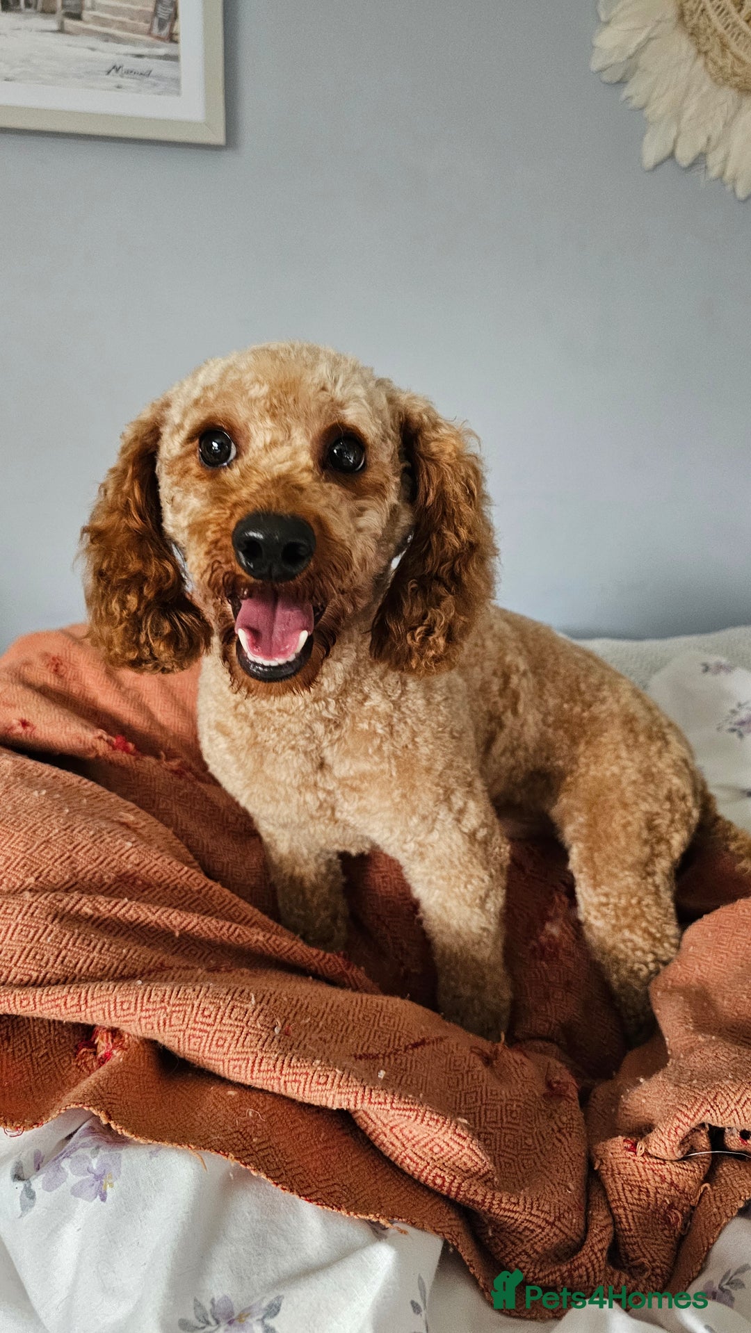 Toy Poodle dogs for sale: Leo sweet boy - Image 7