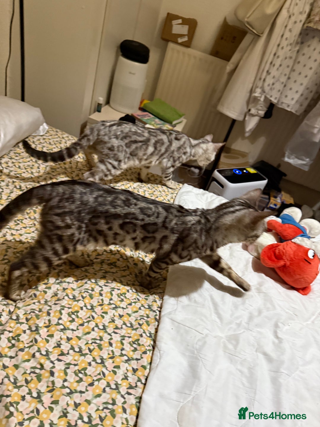 Bengal cats for sale: bengal cat looking for loving home - Advert 1