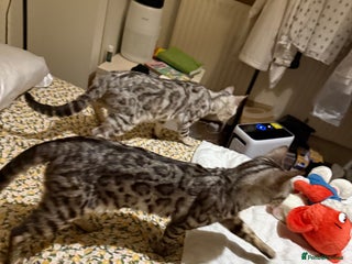 Bengal cats bengal cat looking for loving home - Advert 1