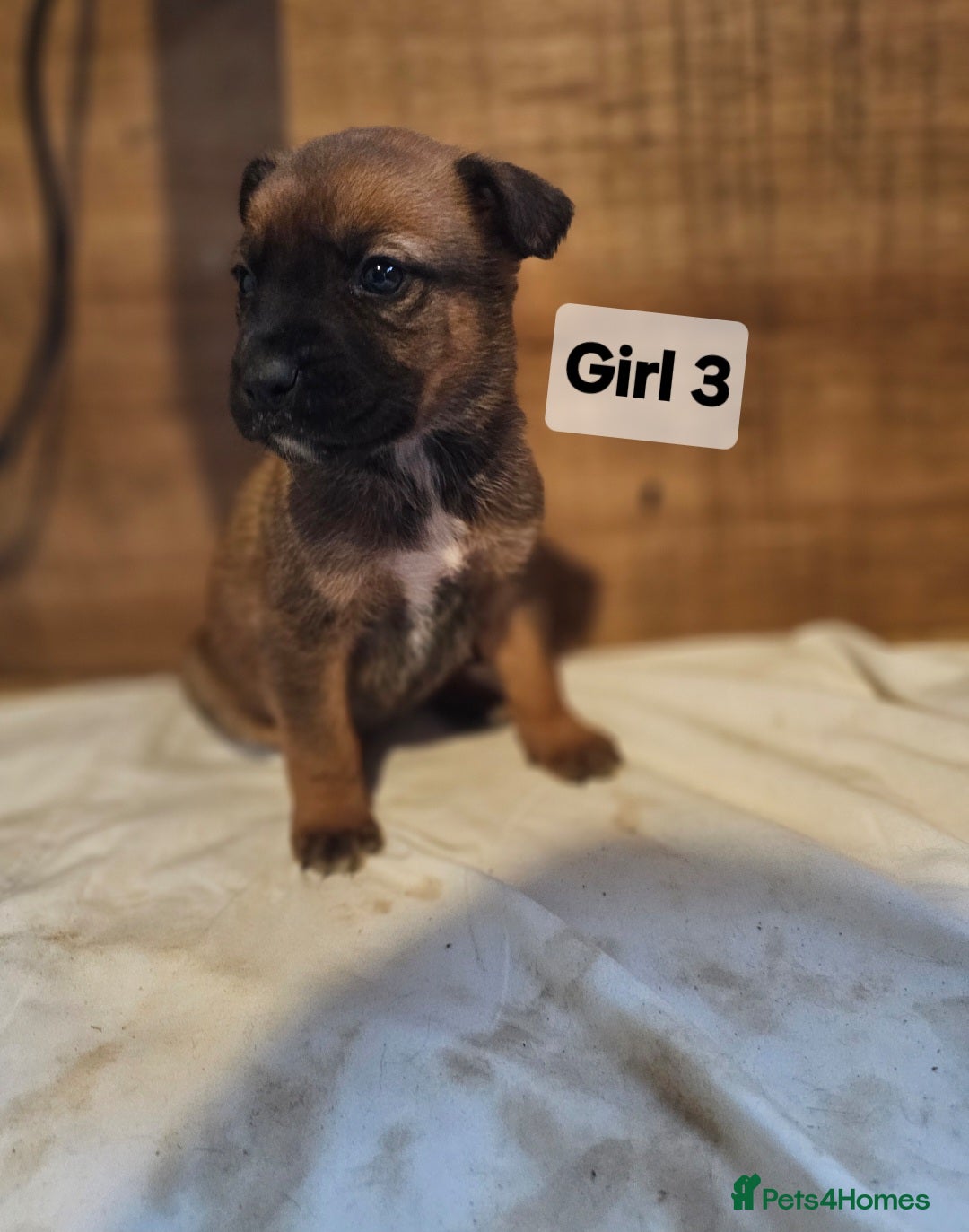 Mixed Breed dogs for sale: German shepard x rottweiler pups - Advert 14