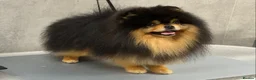Pomeranian dogs for stud: Black and Tan super coat boy for stud - Advert 1