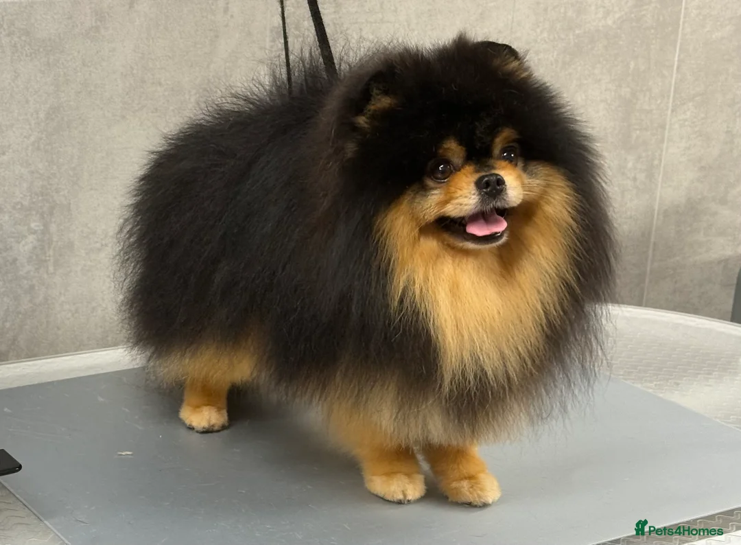 Pomeranian dogs for stud: Black and Tan super coat boy for stud - Advert 1