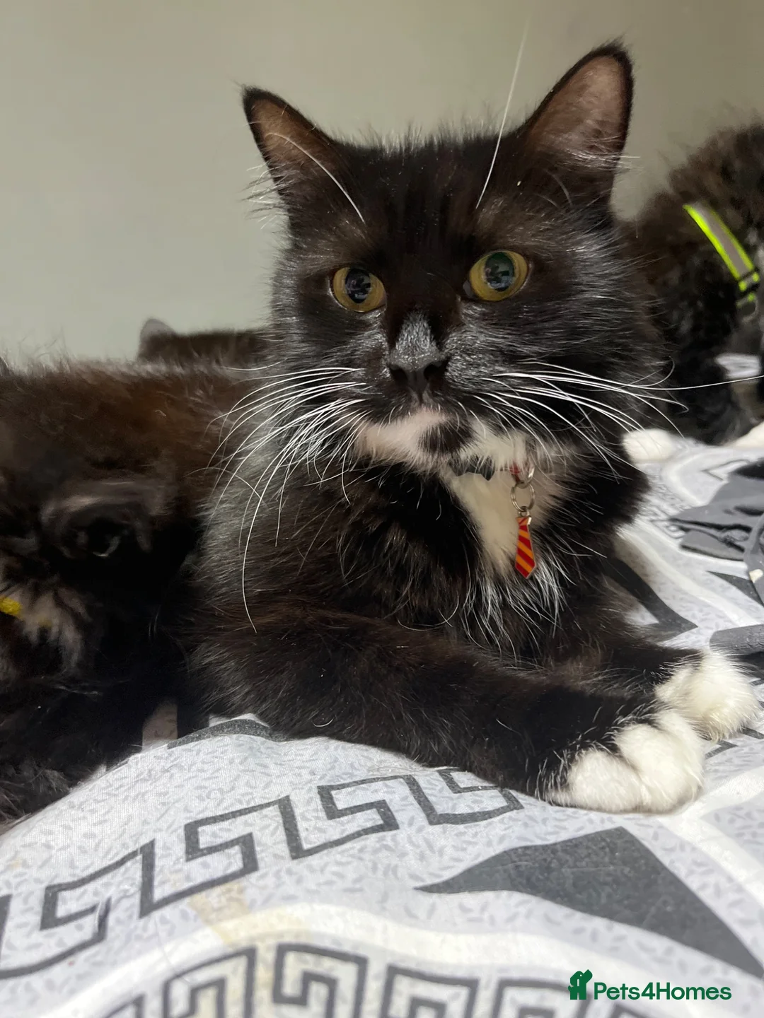 Mixed Breed cats for sale: Mixed litter boys and girls  - Advert 7