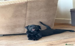 Labrador Retriever dogs for sale: Beautiful Labrador pups, Ready to go!  - Image 29