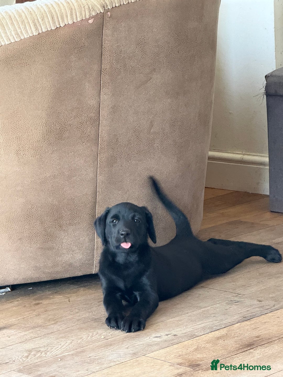 Labrador Retriever dogs for sale: Beautiful Labrador pups, Ready to go!  - Image 29