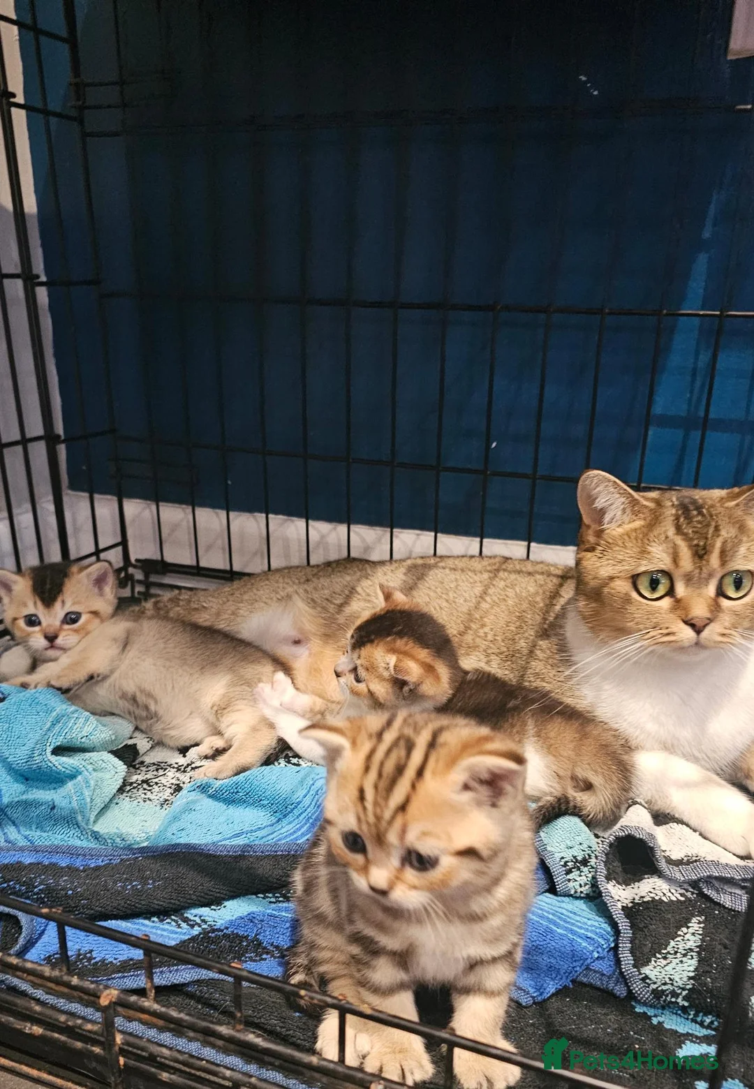 British Shorthair cats for sale: Golden British Shorthairs - Advert 2