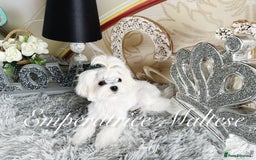 Maltese dogs for sale: Tiny KC Reg. Korean Line Maltese- by Emperatrice - Image 16