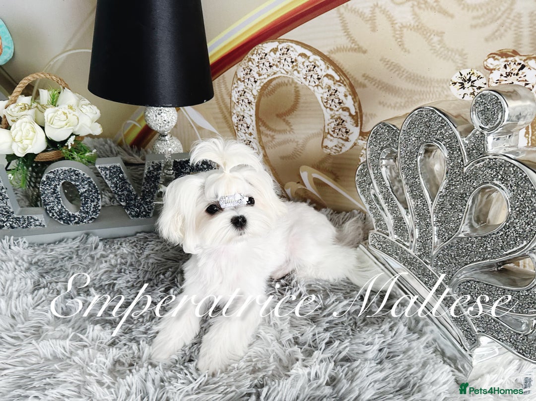 Maltese dogs for sale: Tiny KC Reg. Korean Line Maltese- by Emperatrice - Image 16