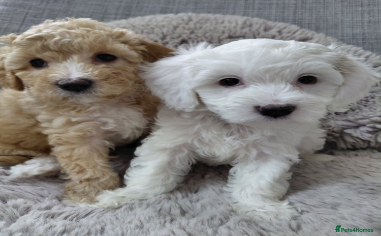Australian Labradoodle dogs in Leicester - Advert 4