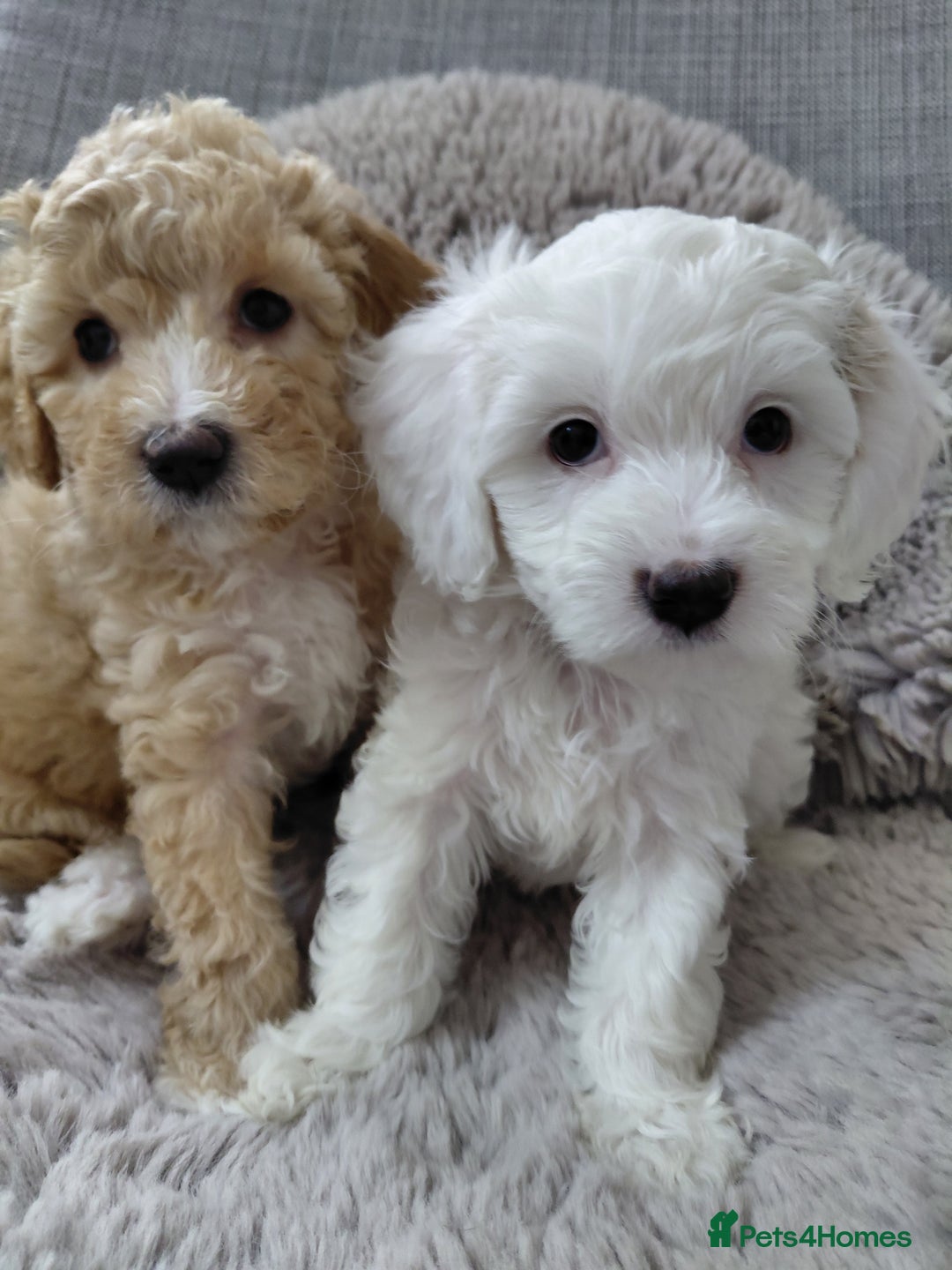 Australian Labradoodle dogs for sale: MINI Australian Labradoodle  in Leicester - Image 1