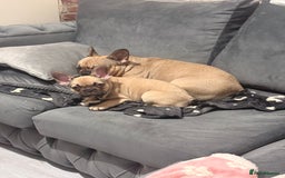 French Bulldog dogs for sale: Last Beautiful French bulldog puppy ready now! - Advert 3