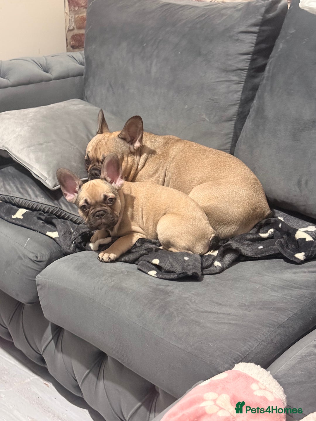 French Bulldog dogs for sale: Last Beautiful French bulldog puppy ready now! - Advert 3