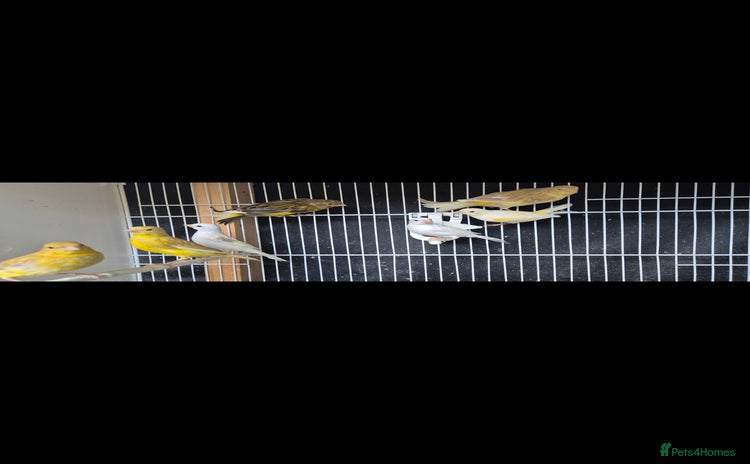 Canaries birds - Advert 1
