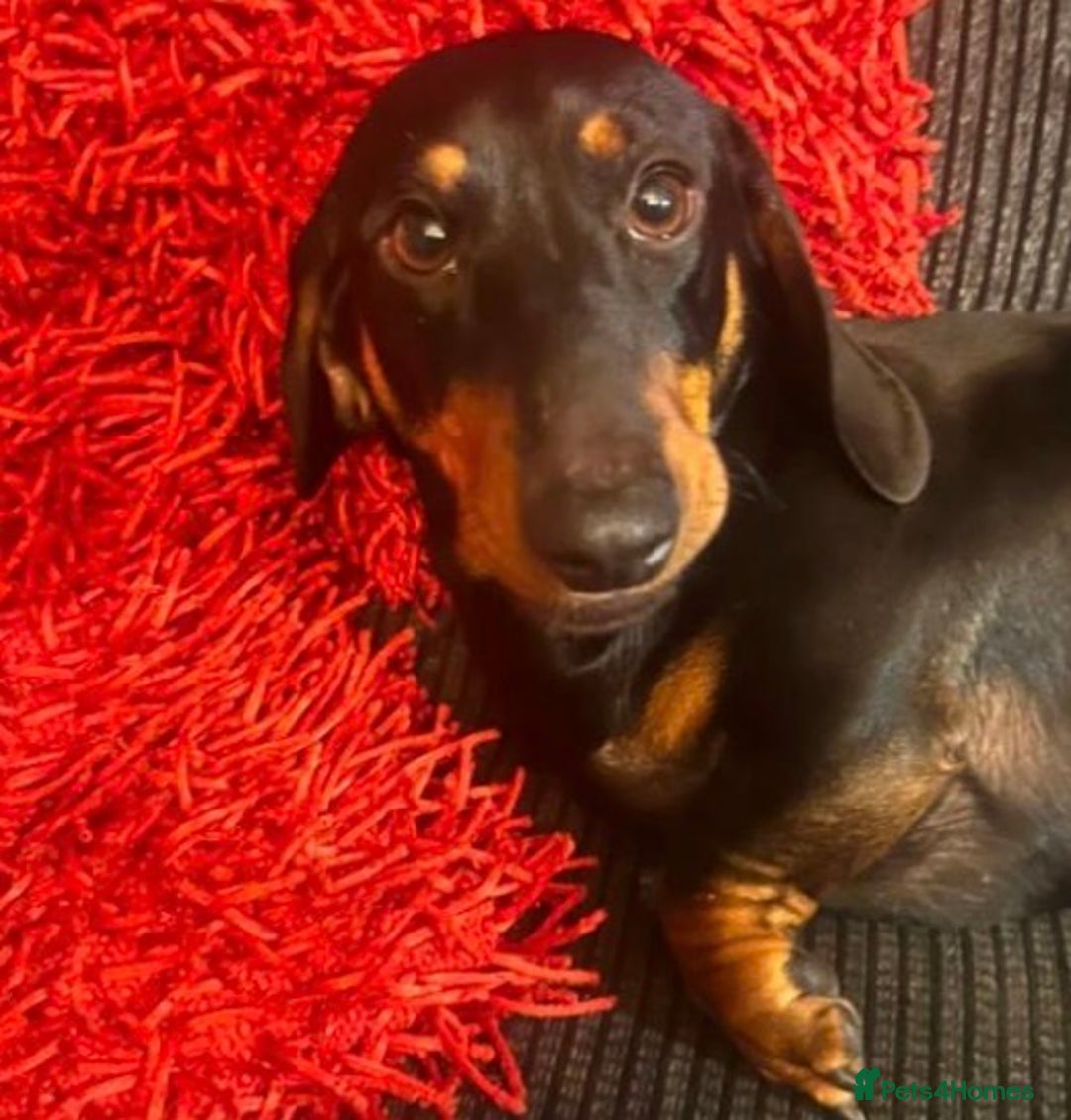 Miniature Dachshund dogs for sale: Dapple Mini Dachshund pup - Advert 3