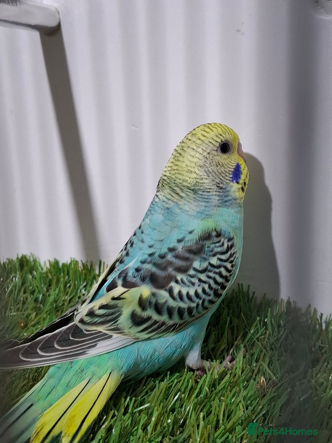 Budgerigars birds for sale: Budgies for sale  - Advert 2