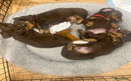 Dachshund dogs for sale: 4 long haired miniature dachshunds. - Image 10