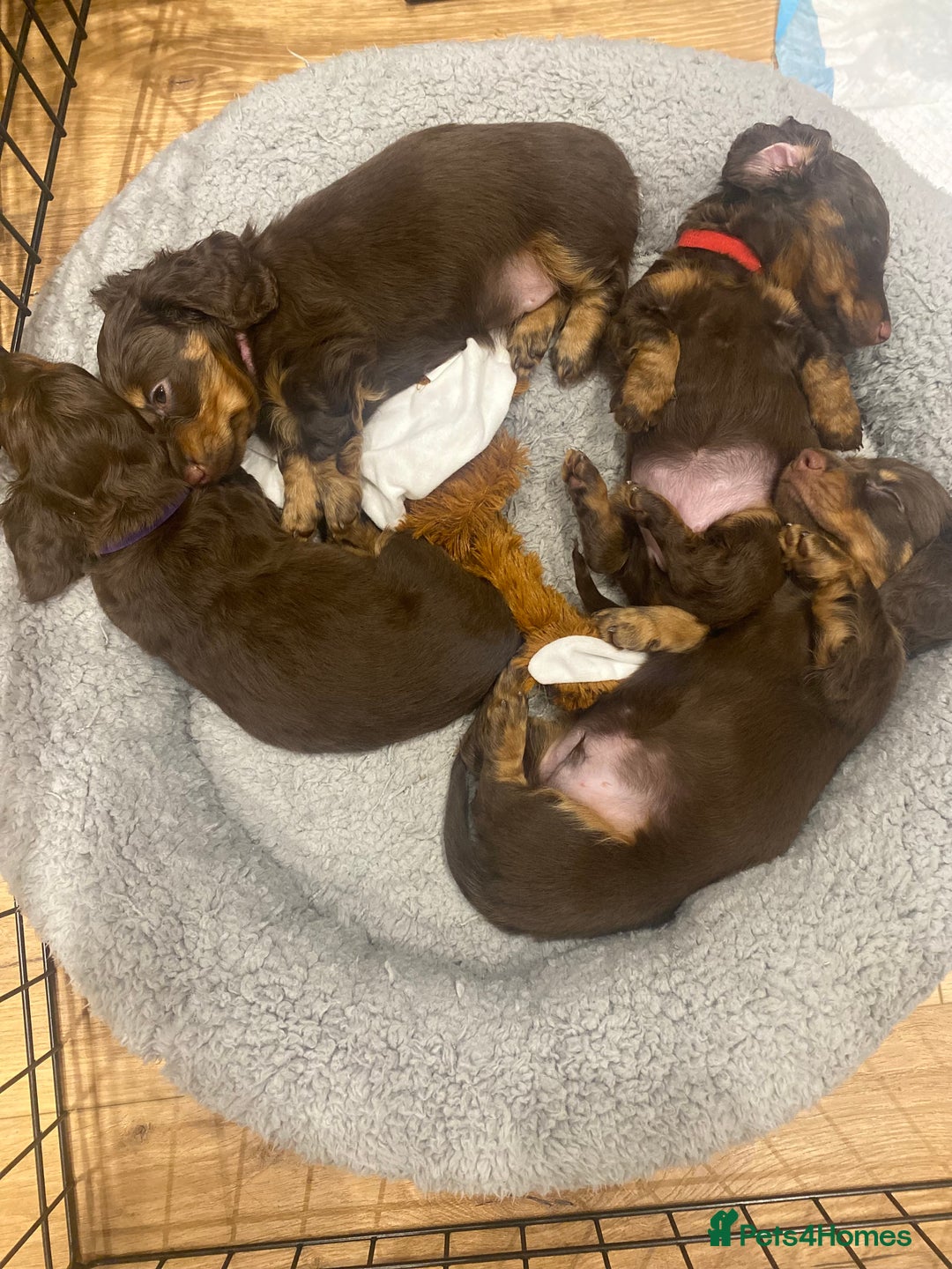 Dachshund dogs for sale: 4 long haired miniature dachshunds. - Image 10