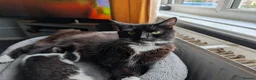 Mixed Breed cats for sale: 3 very playful kittens needing a new home - Advert 1