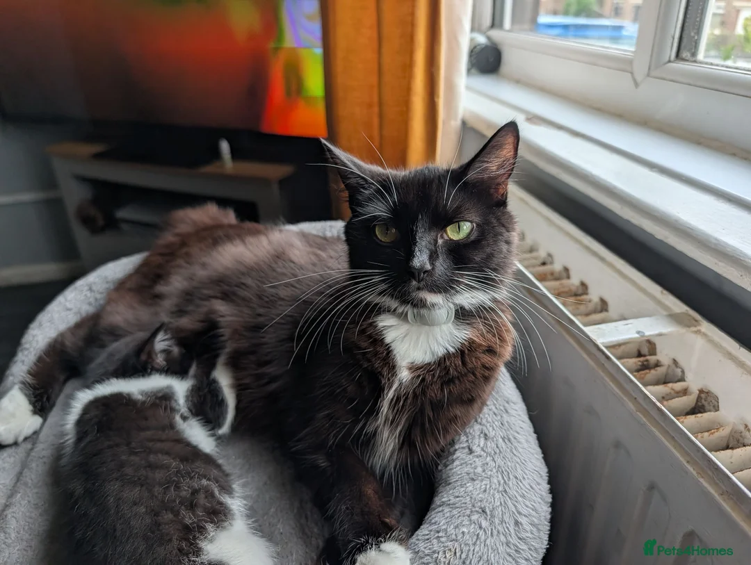 Mixed Breed cats for sale: 3 very playful kittens needing a new home - Advert 1