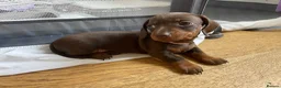 Miniature Dachshund dogs for sale: Last 2 chocolate / tan left 🩷💙 - Advert 17