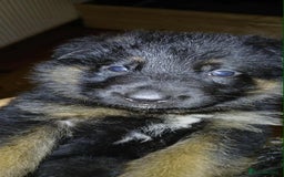 German Shepherd dogs for sale: Adorable German Shepherd Puppies  - Image 13