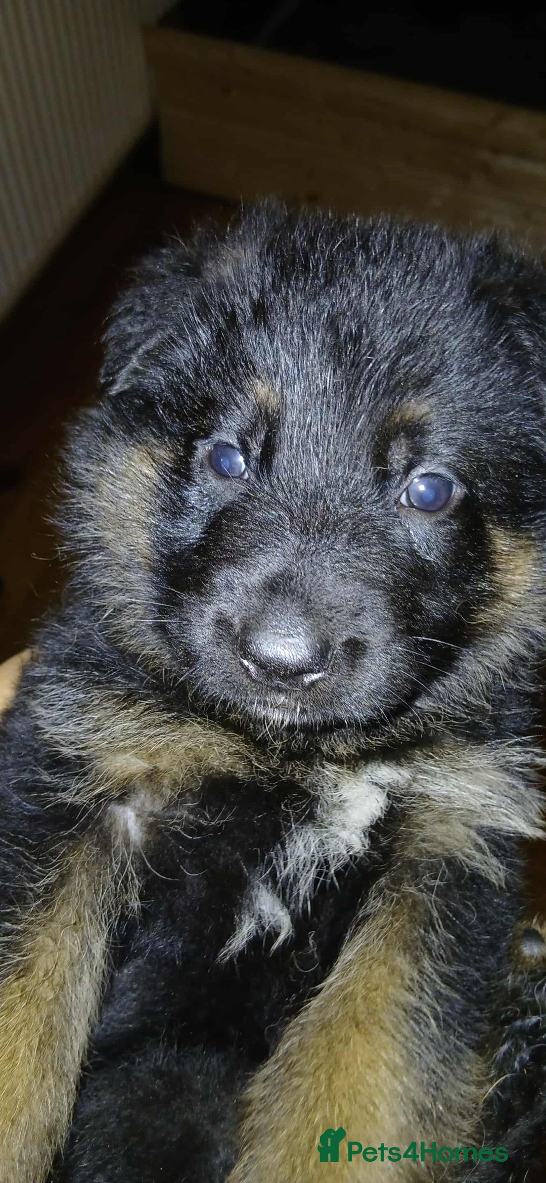 German Shepherd dogs for sale: Adorable German Shepherd Puppies  - Image 13