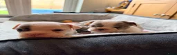 Mixed Breed dogs for sale: English Bulldog X French Bulldog Hybrids - Advert 20