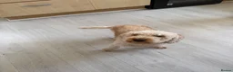 Cockapoo dogs for sale: 2 yr old apricot cockapoo - Advert 3