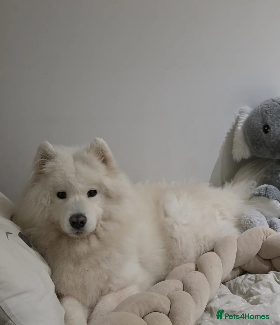 Samoyed dogs for sale: RKC Samoyed Puppies – Champion Bloodlines - Advert 2