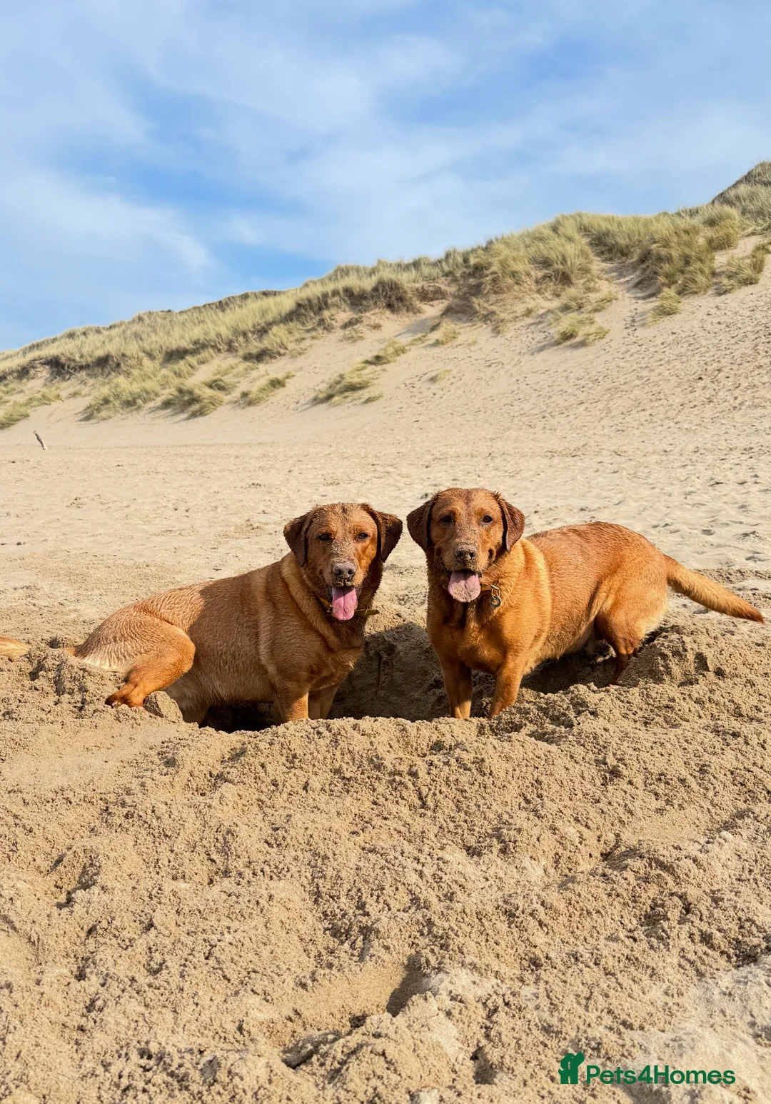Labrador Retriever dogs for sale: CLOSED - Fox Red Labrador puppies.  - Advert 11