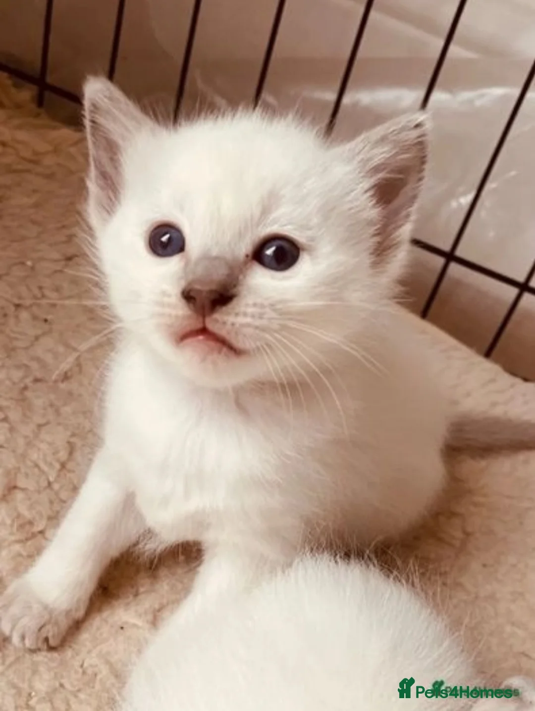 Ragdoll cats for stud: Stud Muffin in Ilkeston - Advert 34