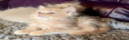 Ragdoll cats for sale: Full pedigree registered tica mink/sepia babies  - Advert 6