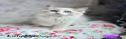 Ragdoll cats for sale: 🐾🩷*TICA REG* EU RAGDOLL KITTENS🌟 DNA CLEAR 🩵🐾 - Advert 6