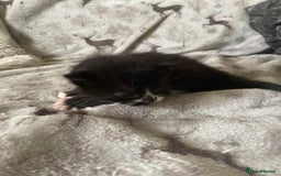 Mixed Breed cats for sale: Beautiful fluffy kittens for sale - Image 6