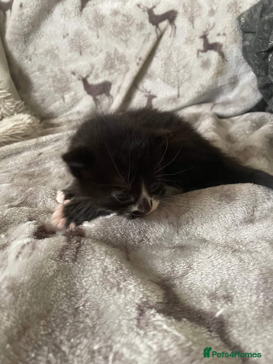 Mixed Breed cats for sale: Beautiful fluffy kittens for sale - Image 6