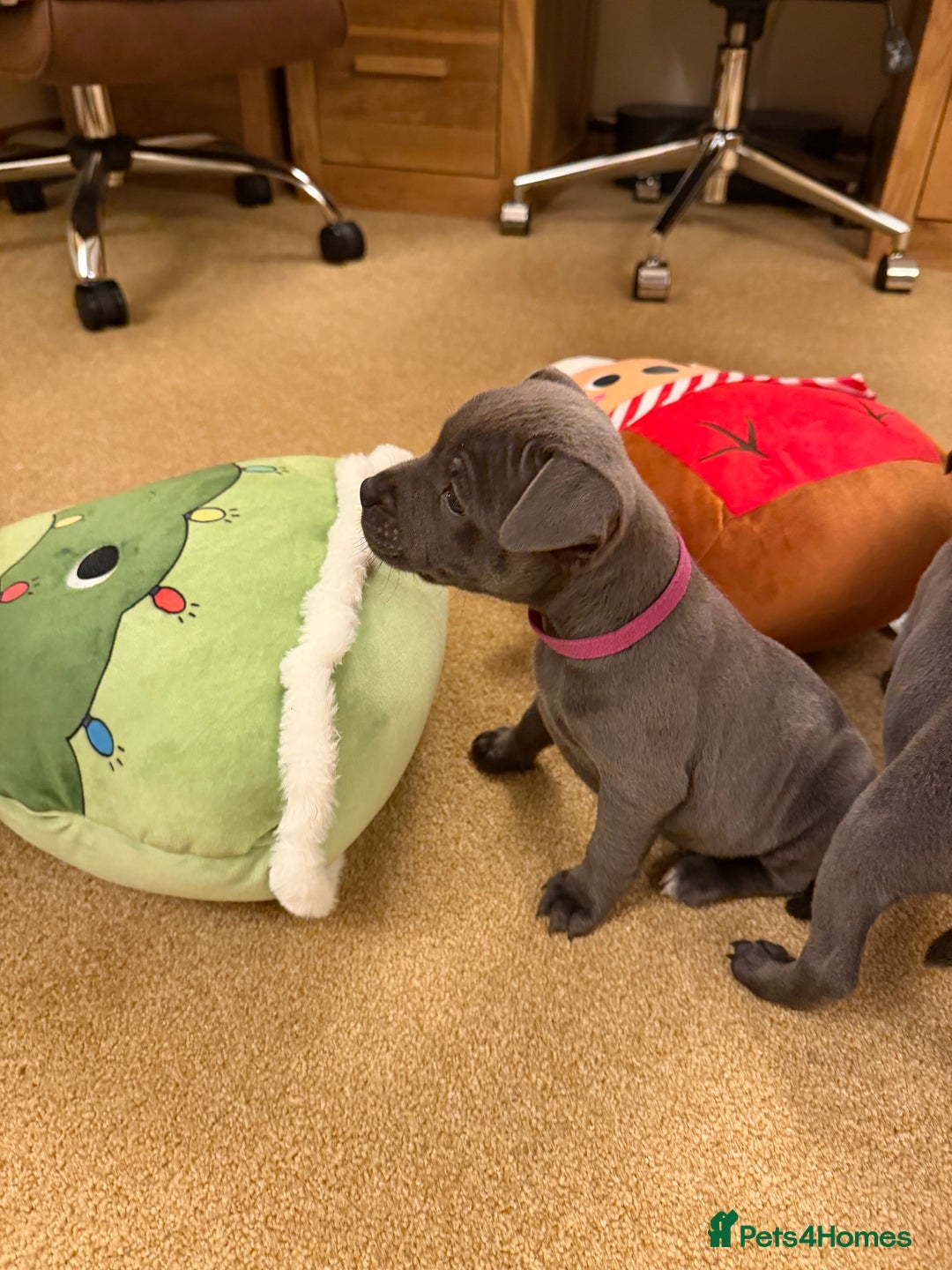 Staffordshire Bull Terrier dogs for sale: KC Registered/Health Tested Blue SBT Puppies - Advert 29