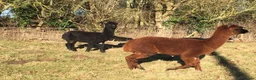 Alpaca livestock for sale: Two alpaca boys  in Norwich - Advert 2