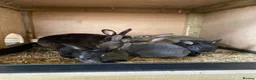 Mixed Breed rabbits for sale: Mini Rex crosses  - Advert 1