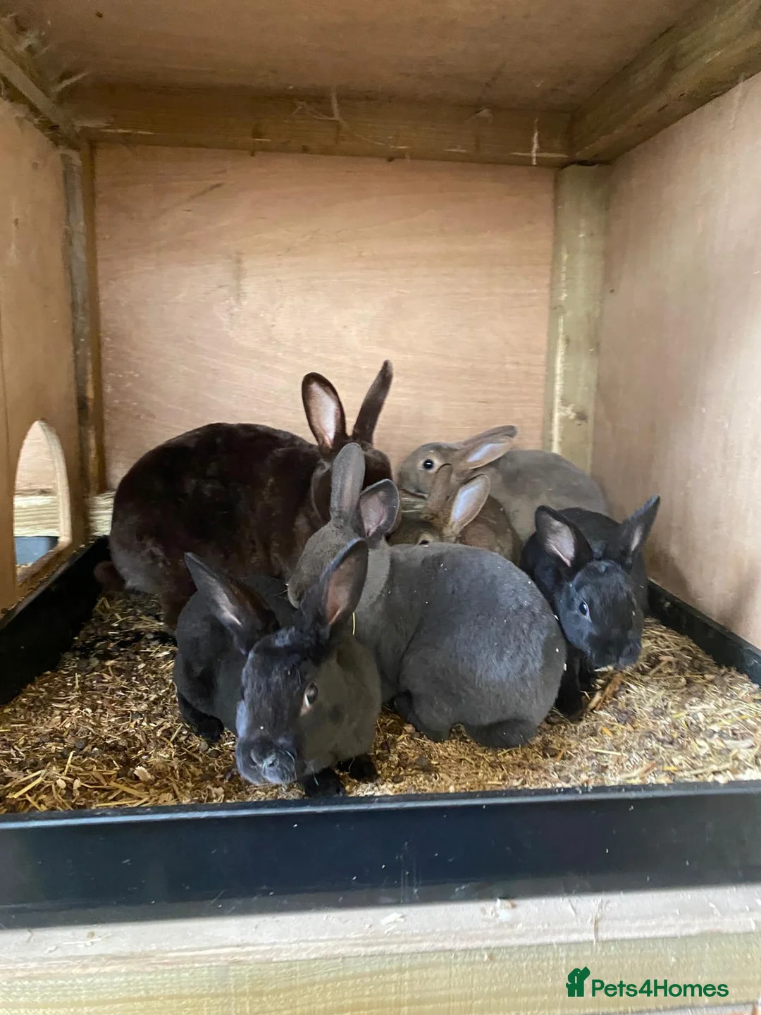 Mixed Breed rabbits for sale: Mini Rex crosses  - Advert 1