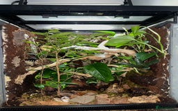 Gecko reptiles for sale: Gargoyle Gecko (Stunning Stripes) & full a+ Setup - Image 6