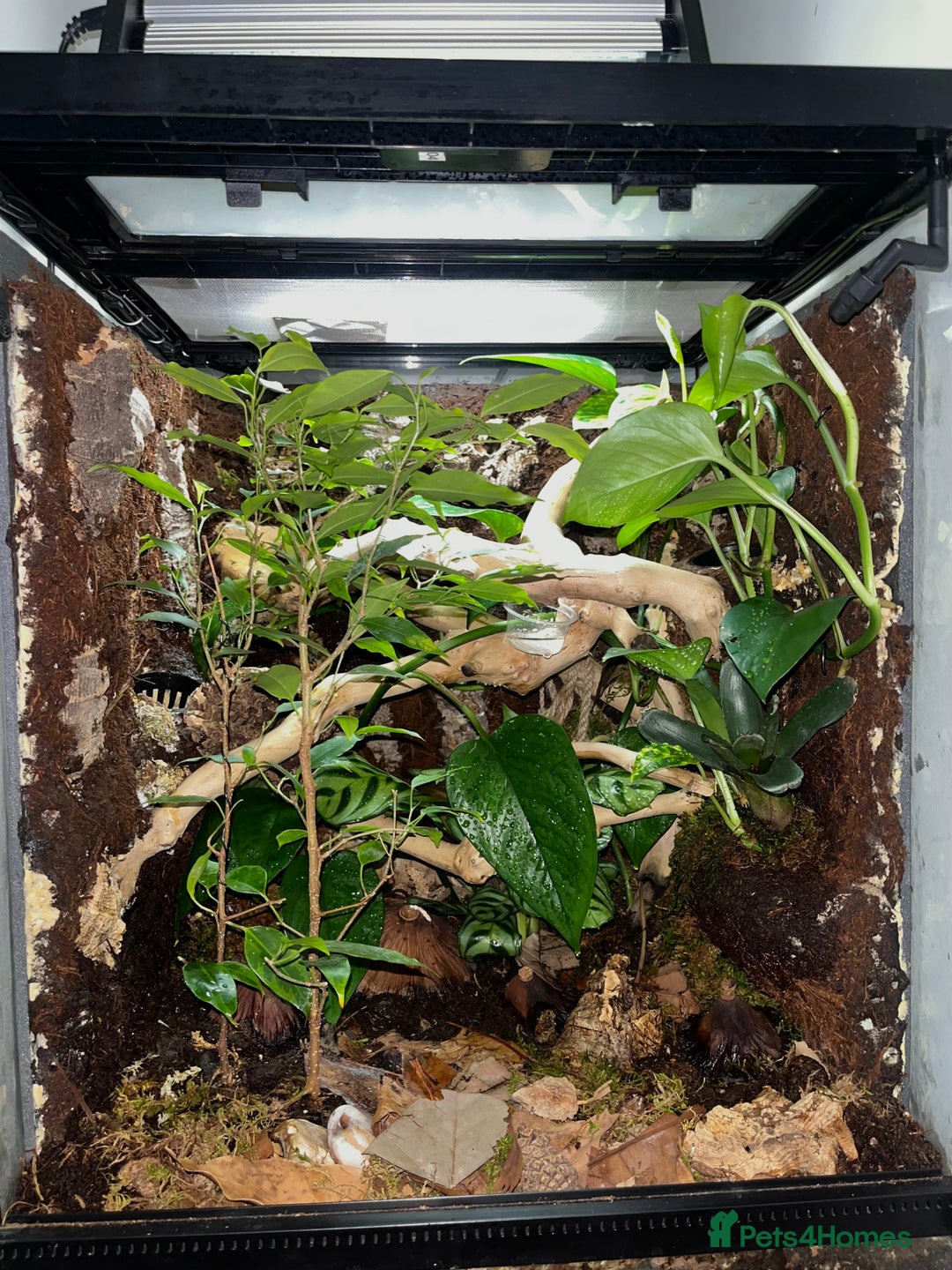 Gecko reptiles for sale: Gargoyle Gecko (Stunning Stripes) & full a+ Setup - Image 6