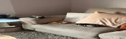 British Shorthair cats for sale: Mixed litter kittens - Advert 6