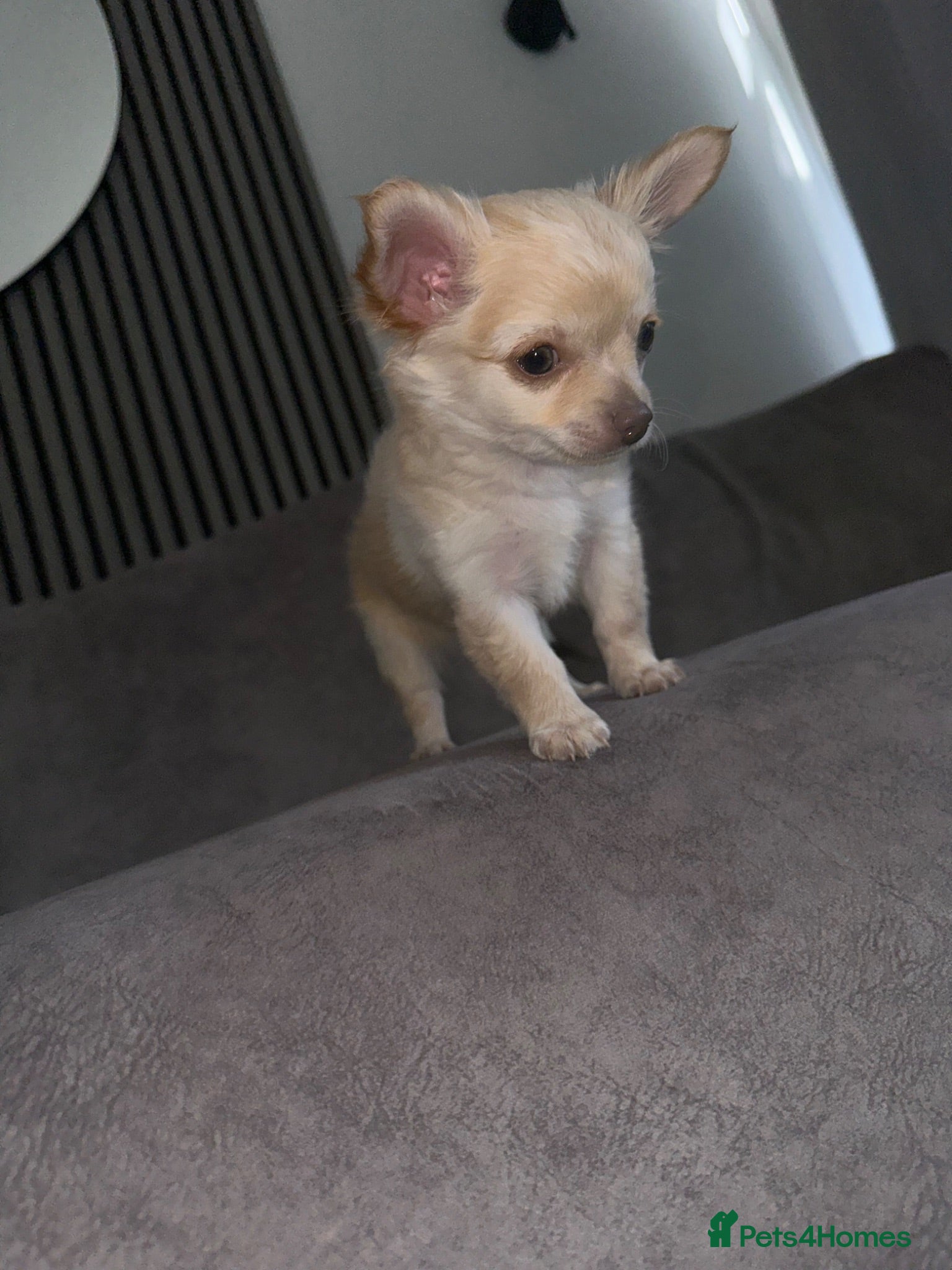 Chihuahua dogs *READY NOW * Chihuahua pups for sale - Advert 8