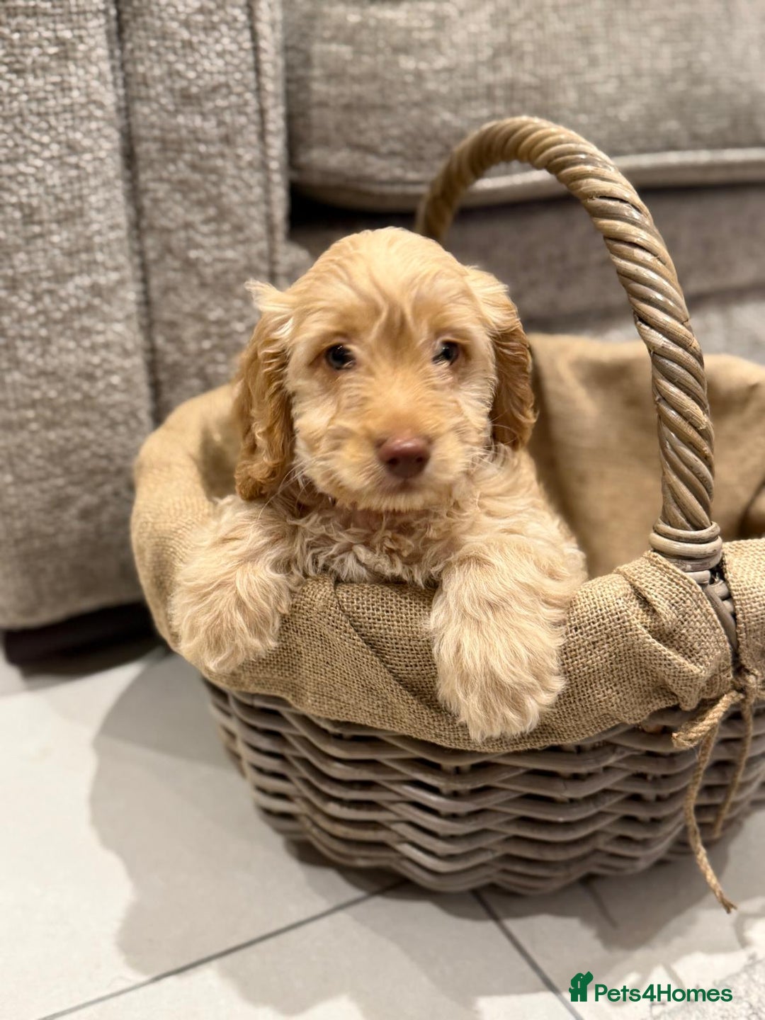 Cockapoo dogs for sale: 3 beautiful Cockapoo boys  - Advert 4