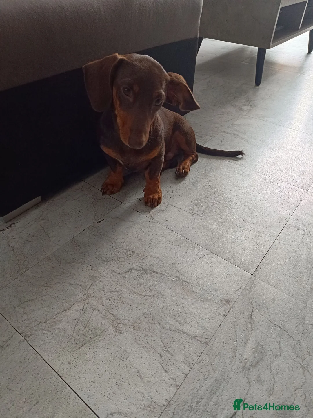 Dachshund dogs for sale: Dachshund Puppy - Advert 8