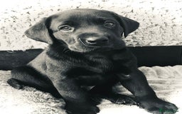 Labrador Retriever dogs for sale: 8 super Labrador pups 4 girls 4 boys**NEW PHOTOS** - Image 3