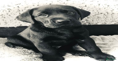 Labrador Retriever dogs - Advert 16